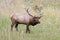 Elk of The Colorado Rocky Mountains