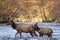 Elk Cow and Calf Cross Oconaluftee River in Fall