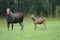 Elk Cow and Calves, Melbu, Hadseloya Island, Lofoten Archipelago, Norway