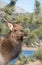 Elk cow closeup portrait in mountains near lake