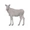 Elk cow - realistic portrait