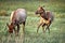 Elk Cows In The Great Smoky Mountains National Park