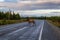 Elk crissing the Road during a Colorful Sunset
