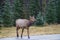 Elk crossing the road in Jasper National Park