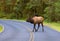 Elk Crossing the Road Olympic NP WA