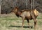 Elk with ear tag and radio telemetry collar