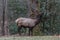 Elk eating at Cataloochee Valley, Great Smoky Mountains National