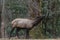 Elk eating at Cataloochee Valley, Great Smoky Mountains National