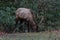 Elk eating at Cataloochee Valley, Great Smoky Mountains National