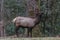 Elk eating at Cataloochee Valley, Great Smoky Mountains National