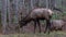 Elk eating at Cataloochee Valley, Great Smoky Mountains National