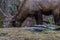 Elk eating at Cataloochee Valley, Great Smoky Mountains National