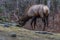 Elk eating at Cataloochee Valley, Great Smoky Mountains National