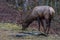 Elk eating at Cataloochee Valley, Great Smoky Mountains National