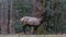 Elk eating at Cataloochee Valley, Great Smoky Mountains National