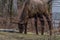 Elk eating at Cataloochee Valley, Great Smoky Mountains National