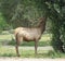 Elk eating a poplar tree