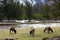 Elk Family Herd Grazing Peacefully In Yellowstone