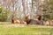 Elk family, They are sitting on grassland .