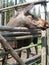 Elk - female peeps from behind a wooden fence in the zoo. The moose has no horns. In the background is a coniferous forest. The