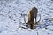 Elk foraging for food