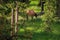 Elk in the Forest, Yellowstone National Park