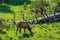 Elk in the Forest, Yellowstone National Park