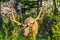 Elk with a full rack of velvet antlers, Banff National Park, Alberta, Canada