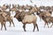 Elk gathering at the Oak Creek Wildlife Area Feeding Station in Naches, WA