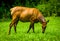 An elk in the grass at Great Smoky Mountains National Park, North Carolina.