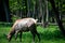 Elk Grazing in Forest
