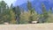 An elk grazing on a glade in the park of Canadian