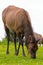 Elk Grazing on Green Pasture Closeup