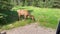 Elk grazing in Whistler Campground in Jasper National Park