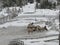 Elk grazing in Yellowstone NP