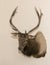 Elk head mounted on a wall