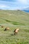 Elk herd eating grass and flowers in the Mountains