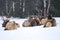 Elk herd in the snow