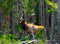 Elk in the Jungle in Yellowstone National Park