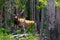 Elk in the Jungle in Yellowstone National Park