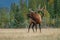 Elk king nervously watching his herd of females in mating season