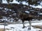 Elk or moose, Alces alces, on Dovre in Norway