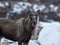 Elk or moose, Alces alces, next to a haylage round bale on Dovre in Norway