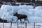 Elk or moose, Alces alces, walking towards haylage round bales to feed, on Dovre in Norway