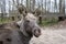 Elk on the moose farm Sumarokovo