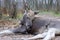 Elk on the moose farm Sumarokovo