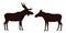 Elk, moose, male and female. vector