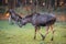 Elk Moose in a national park in Bavarian forest on a golden sunny autumn day, Germany