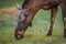 Elk Moose in a national park in Bavarian forest on a golden sunny autumn day, Germany