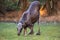 Elk Moose in a national park in Bavarian forest on a golden sunny autumn day, Germany